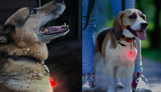 Flashing LED Light Pet Blinker's - For Dogs and Cats - PulseTV