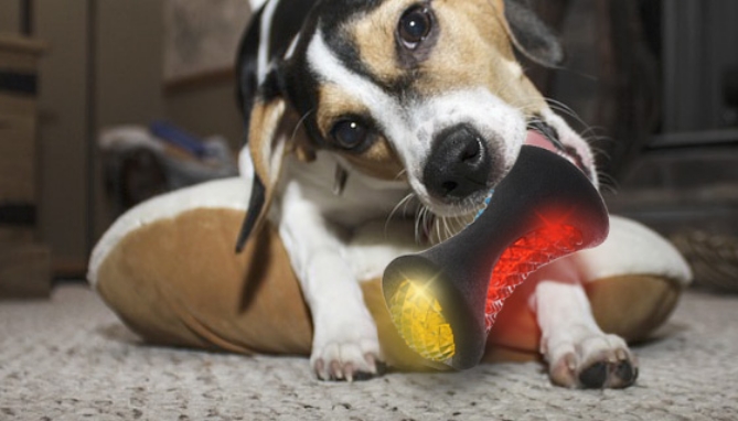 Your furry best friend needs stimulation. So treat your dog to a bouncy, chewable, chasable, <strong>LED Flashing Dog Bone