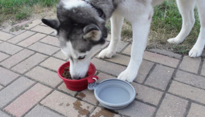 Feed your pet on-the-go with the Pop-Up Food & Water Bowl Set! The travel pet bowl's interlocking and collapsing design allows pet owners to walk their furry loved ones with ease.