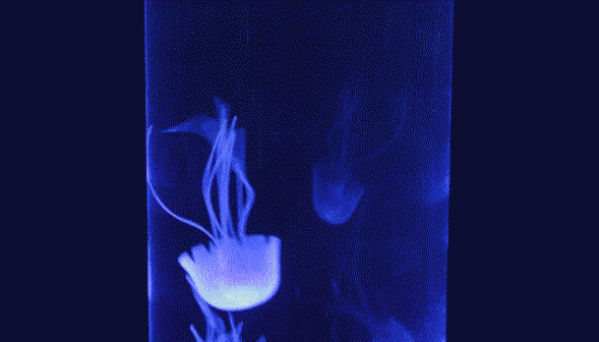 The cylindrical aquarium contains three lifelike jellyfish that float, bob, and undulate their tentacles with the calm, relaxing often mesmerizing current of the tank.