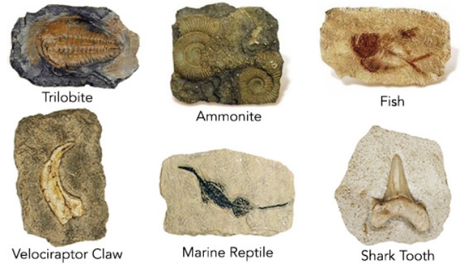 Picture 3 of Dig & Discover Fossil Replica Kit