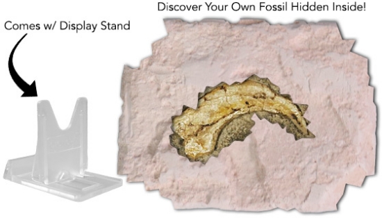 Dig & Discover Fossil Replica Kit