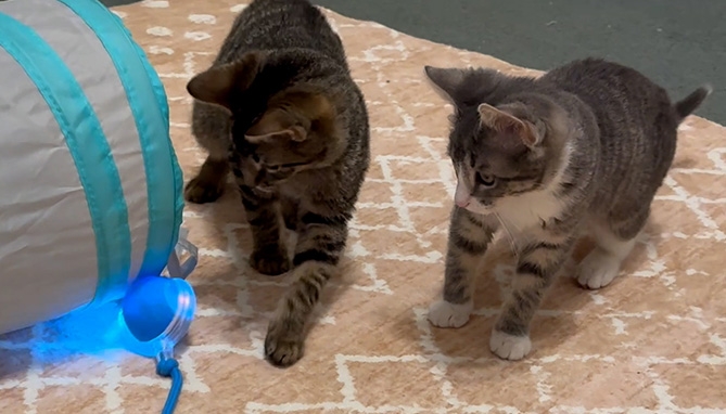 Picture 5 of Speedy Ball with Tail: Interactive Cat Toy
