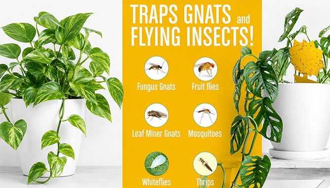 Picture 2 of Super Sticky Yellow Insect Traps for Plants 12pk
